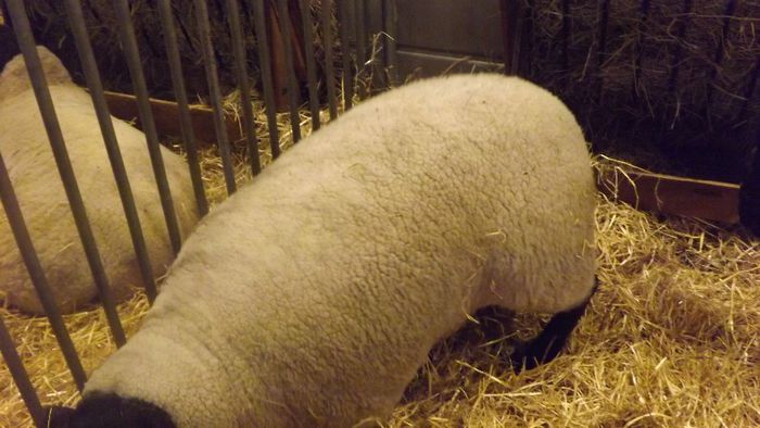 DSCF0505 - salon international de agricultura Paris 2014 DIVERSE