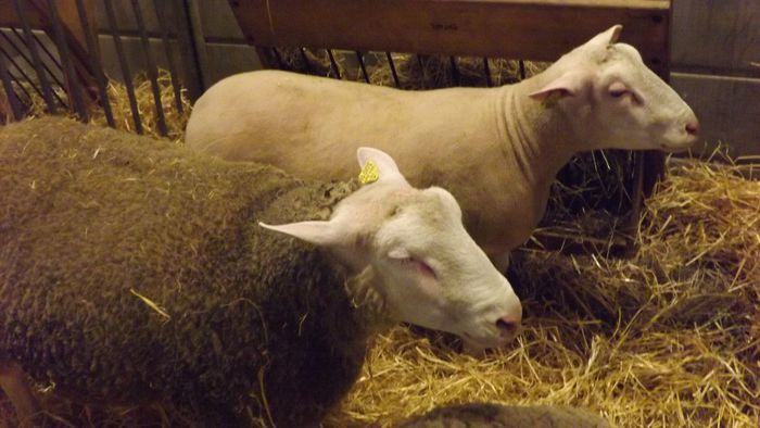 DSCF0507 - salon international de agricultura Paris 2014 DIVERSE