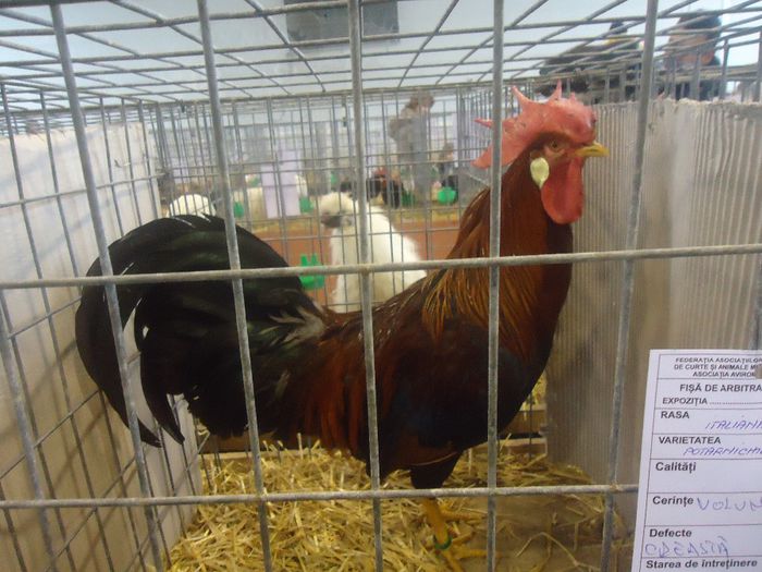 DSC02517 - EXPO BRASOV 2014 usoare si iepuri