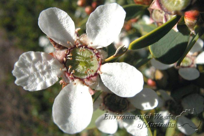 Arborele de ceai-floare; (Leptospermum laevigatum)
