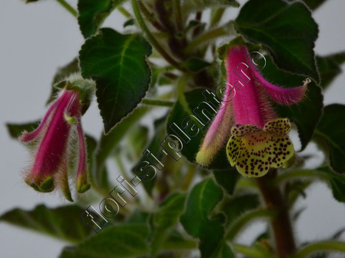 Kohleria Luci s Super Gril - KOHLERIA IV - Hibrizii mei - My hybrids