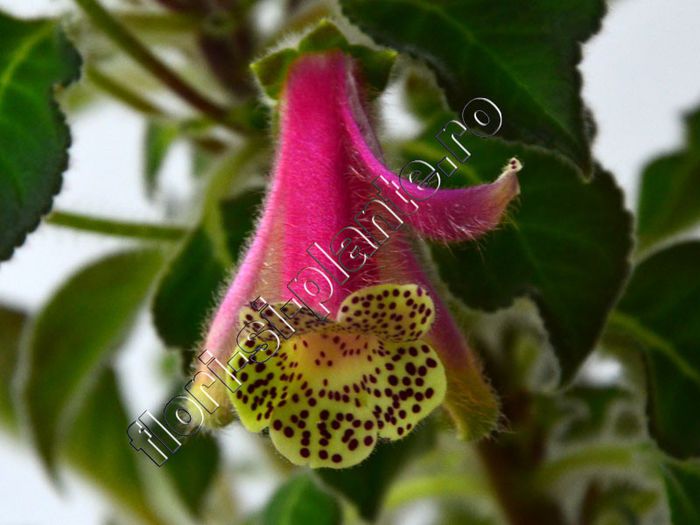 Kohleria Luci s Super Gril - KOHLERIA IV - Hibrizii mei - My hybrids
