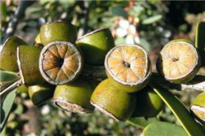 Arborele de ceai-fructe; Leptospermum laevigatum
