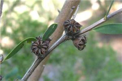 Arborele de ceai-fructe uscate; Leptospermum laevigatum
