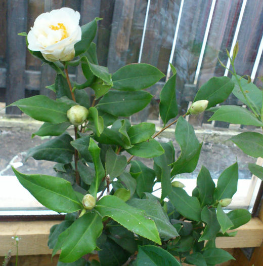camellia alba in sfarsit - Camellia