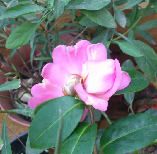 una roz cu dungulite albe - Camellia