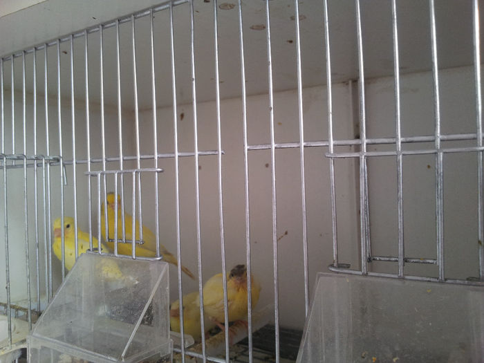 20140223_093040; femela cu trei puisori de 20 zile
