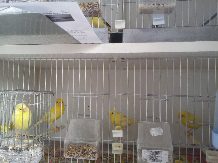 20140223_092951; pereche cu 2 pui de 26 zile
