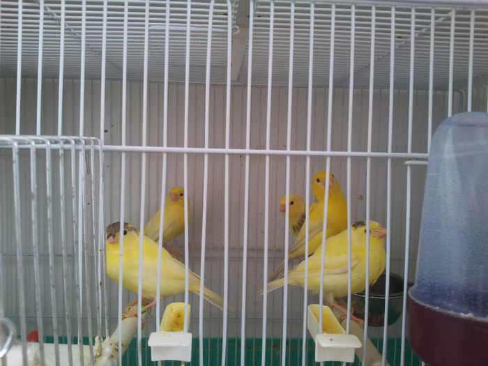 20140223_092935; Pereche cu 3 puisori de 27 zile
