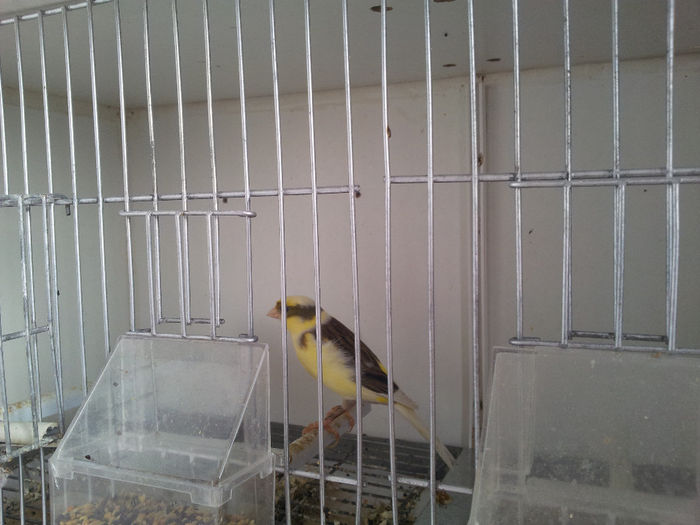 20140223_093021; Femela baltata iesita de pe cuibar ptr. masa
