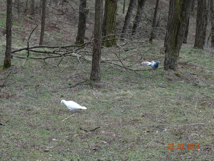 DSC00453 - Porumbei 2014