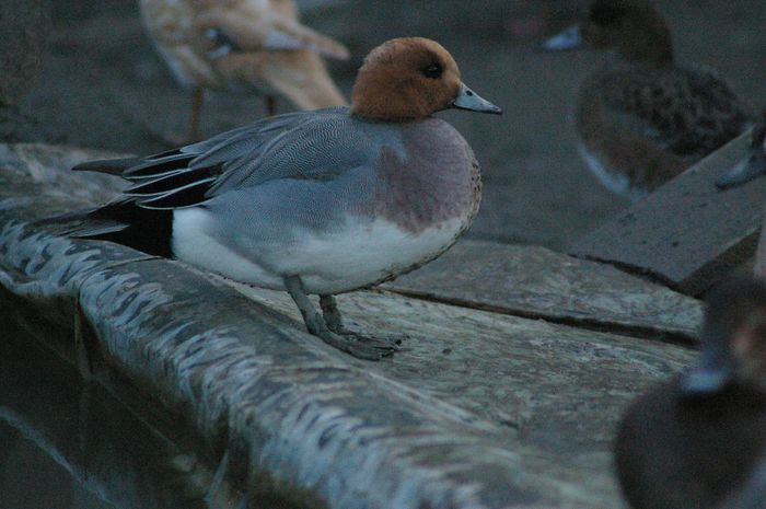 fluieratoare europeana - RATE EXOTICE-exotic ducks