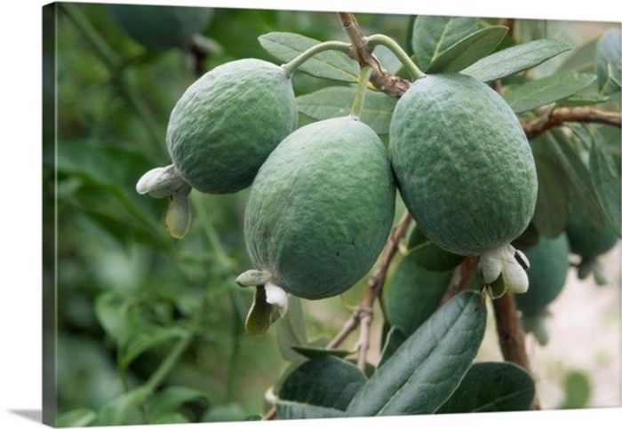 Ananas de guava-fructe; (Feijoa sellowiana)
