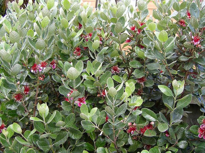 Ananas de Guava-inflorit; (Feijoa sellowiana)
