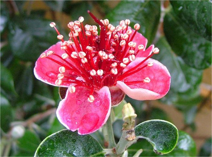 Ananas de Guava-floare; (Feijoa sellowiana)
