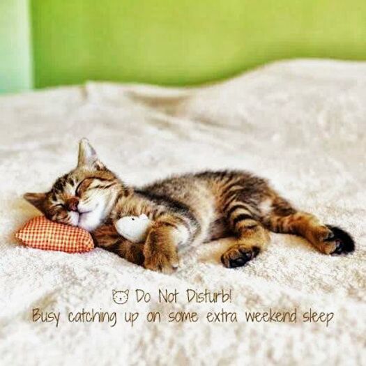 Kitty