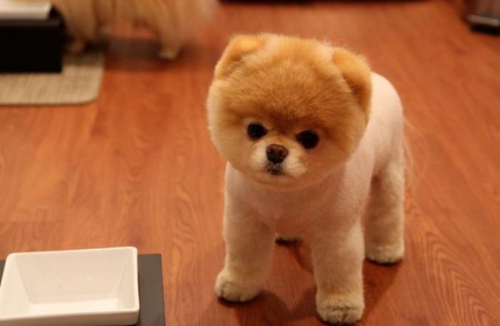 Puppy