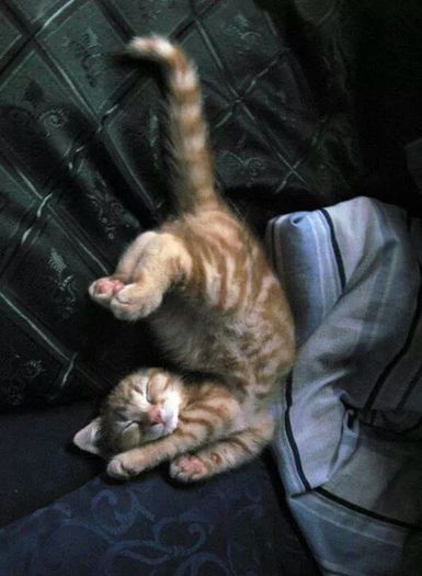 Kitty