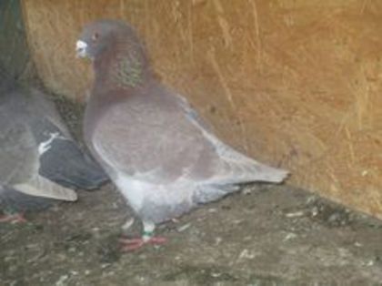 94783586_FTCUBKI3 m 2013