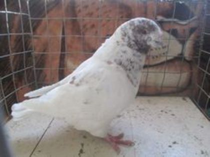 95661154_MIALRPW m 2010