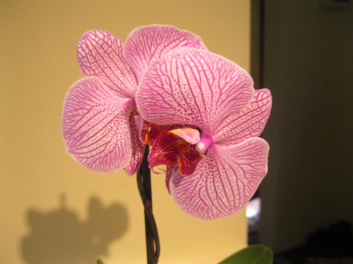 Taida Sweet Berry - orhidee 2014