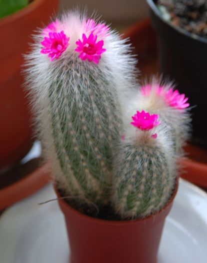6 - Minunatia florilor de cactus