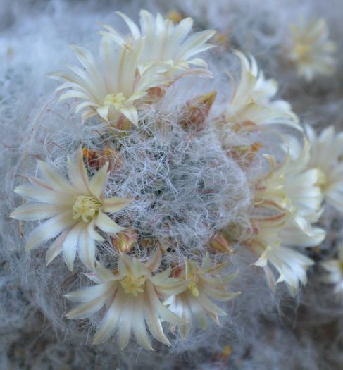 7 - Minunatia florilor de cactus