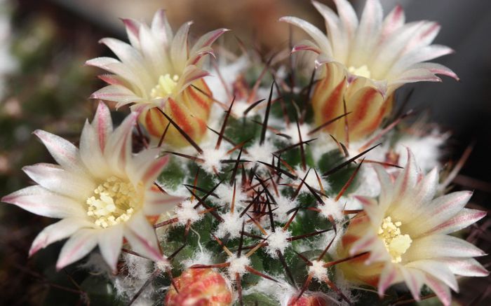 9 - Minunatia florilor de cactus