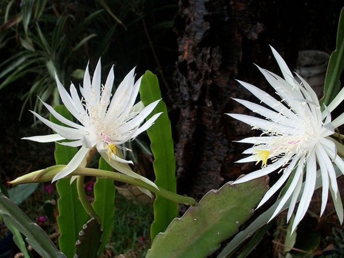 13 - Minunatia florilor de cactus
