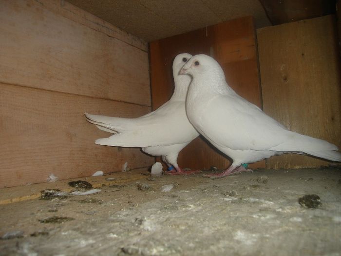 perechea1 - porumbei voiajori albi amintiri