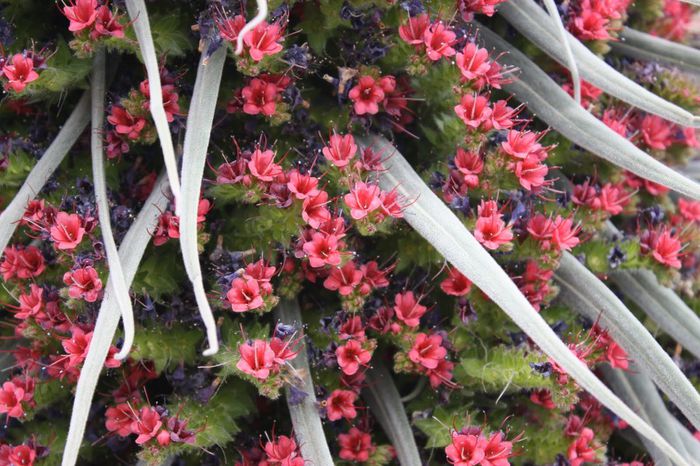 15 - Minunatia florilor de cactus