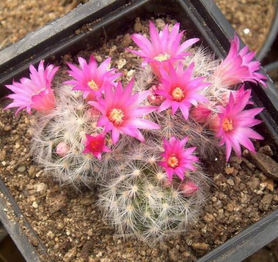 16 - Minunatia florilor de cactus