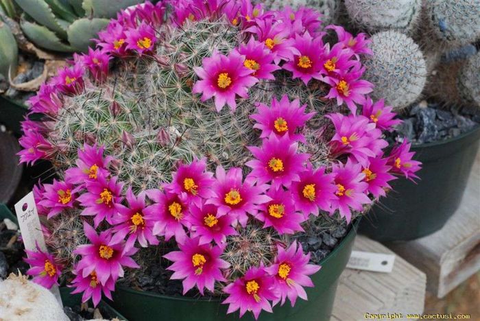 17 - Minunatia florilor de cactus