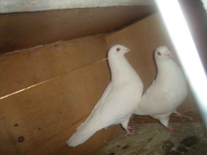 perechea2 - porumbei voiajori albi amintiri