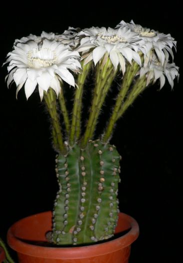 19 - Minunatia florilor de cactus