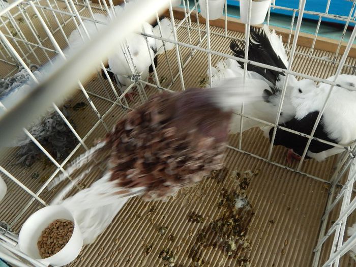 DSCN0851 - expozitie brasov 2014