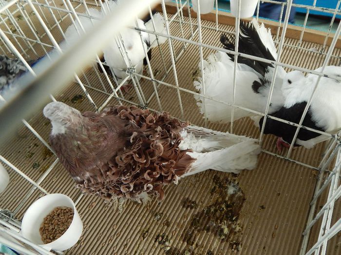 DSCN0852 - expozitie brasov 2014