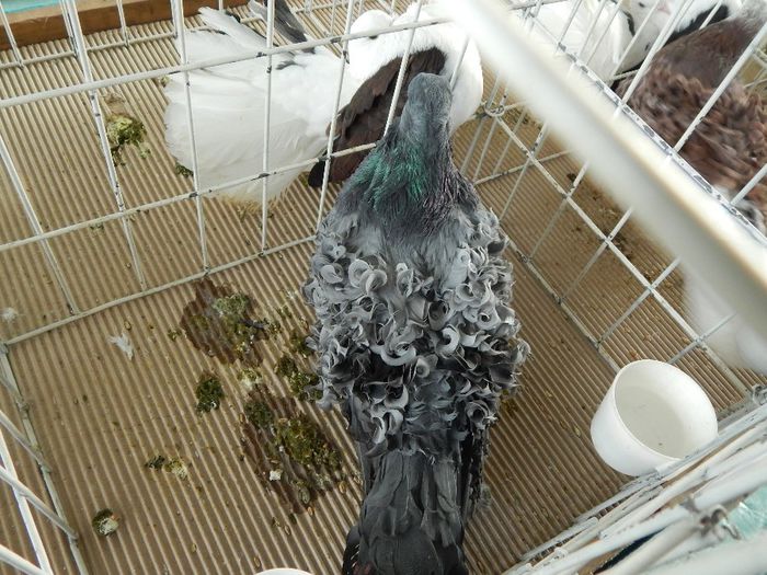 DSCN0853 - expozitie brasov 2014