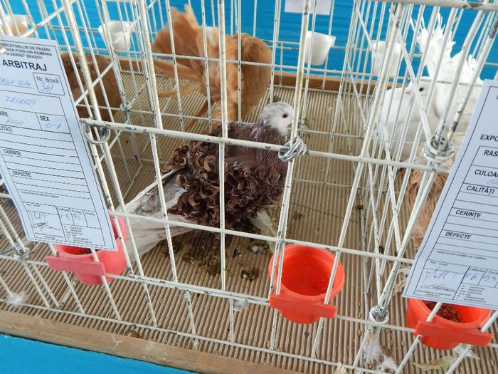 DSCN0855 - expozitie brasov 2014