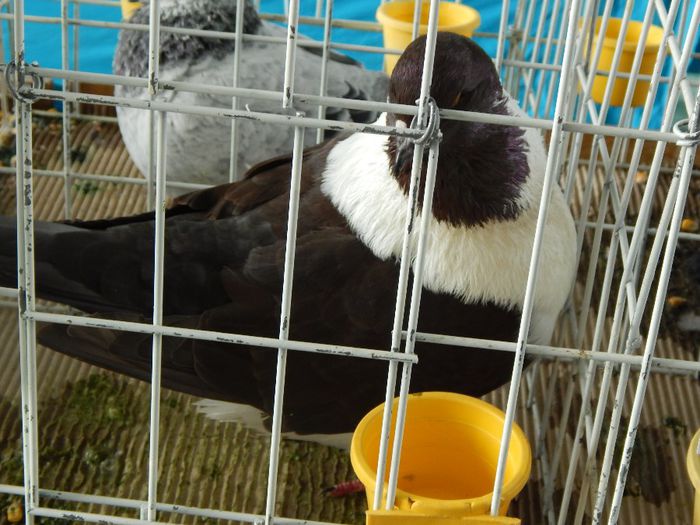 DSCN0856 - expozitie brasov 2014