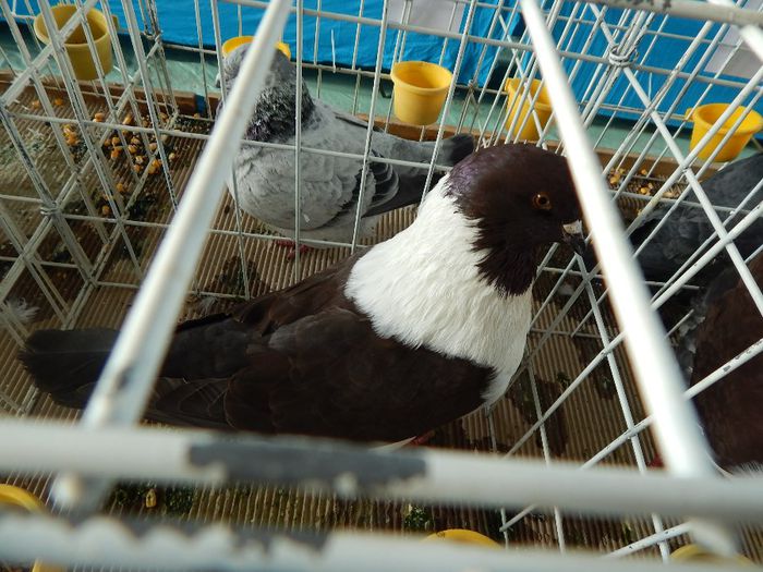 DSCN0857 - expozitie brasov 2014