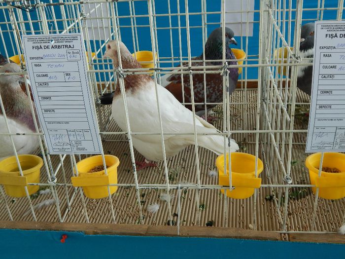 DSCN0858 - expozitie brasov 2014