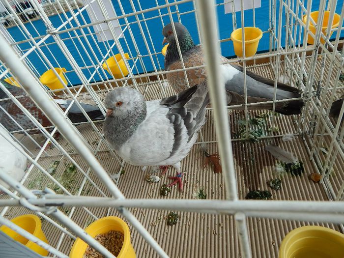 DSCN0859 - expozitie brasov 2014