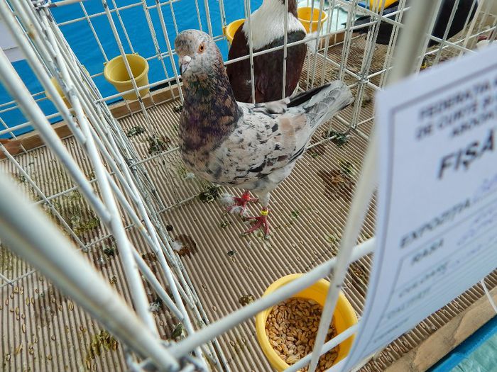 DSCN0860 - expozitie brasov 2014