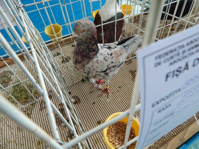 DSCN0861 - expozitie brasov 2014