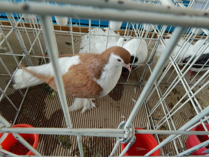 DSCN0868 - expozitie brasov 2014