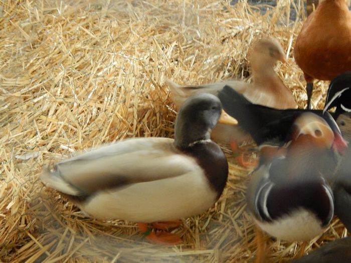 DSCN0874 - expozitie brasov 2014