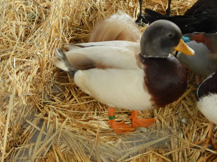 DSCN0876 - expozitie brasov 2014