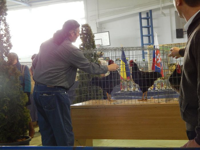 DSCN0896 - expozitie brasov 2014