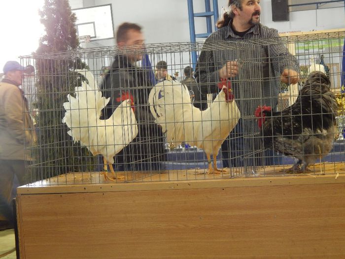 DSCN0899 - expozitie brasov 2014